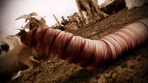 Mongolian Death Worm photo