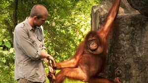 Ape Man of Sumatra photo