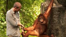 Ape Man of Sumatra show