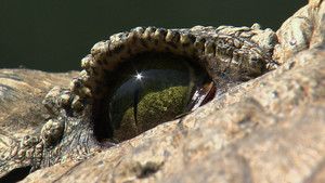 Close Ups photo