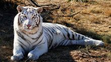 Tiger Portraits show