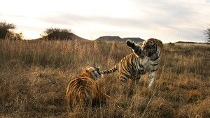 Tiger Portraits photo