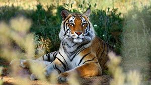Tiger Portraits photo