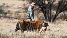 Tiger Man show