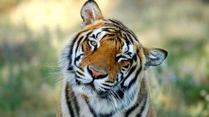 Tiger Man photo