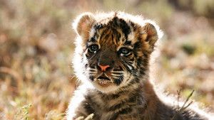 Young Tigers photo