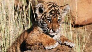 Young Tigers photo