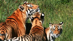 Young Tigers photo