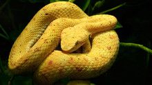Deadly Snakes show