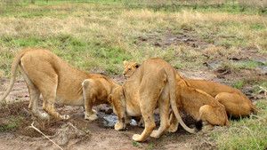Stalking Lions photo