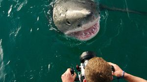 Diving with Great White Sharks photo