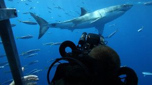 Diving with Great White Sharks photo