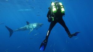 Diving with Great White Sharks photo