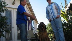 Dog Whisperer 3 Episodes 16-20 photo