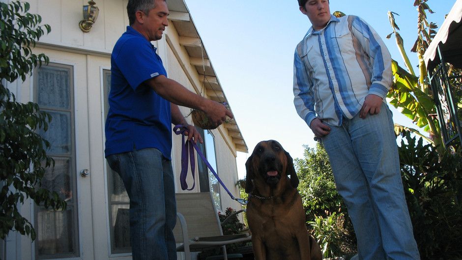 Dog Whisperer 3 Episodes 16-20 Photos - The Dog Whisperer 3 - National