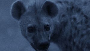 Hyena Gangs photo