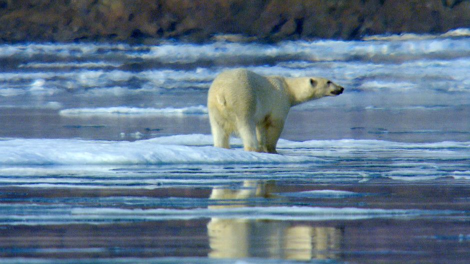 Nordic Wildlife Photos - Nordic Wild - National Geographic Channel - Asia