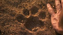 Elusive Jaguar show
