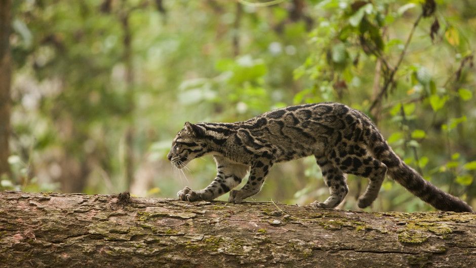 Return to the Jungle Photos - Return of the Clouded Leopards - National ...