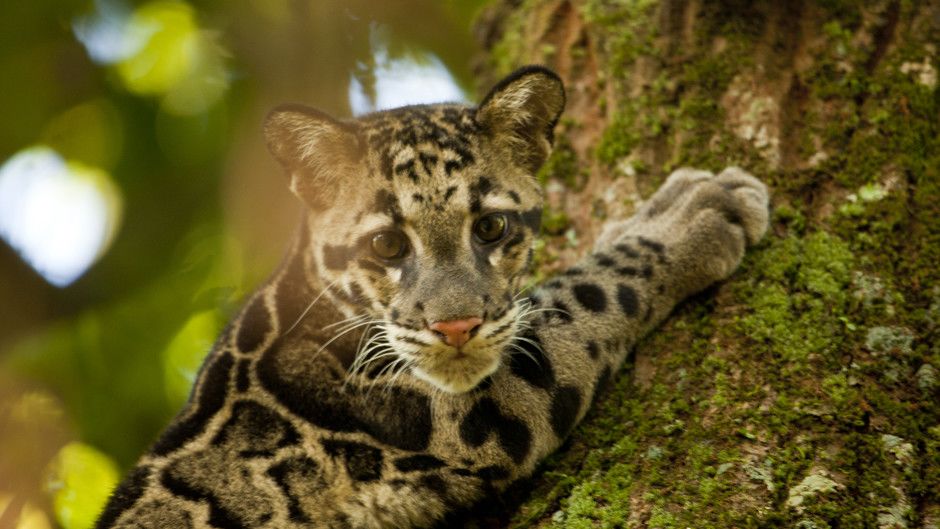 Return to the Jungle Photos - Return of the Clouded Leopards - National ...