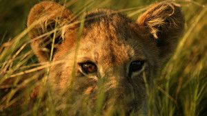 Okvango’s Lions photo