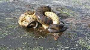 Anaconda: Queen Of The Serpents photo