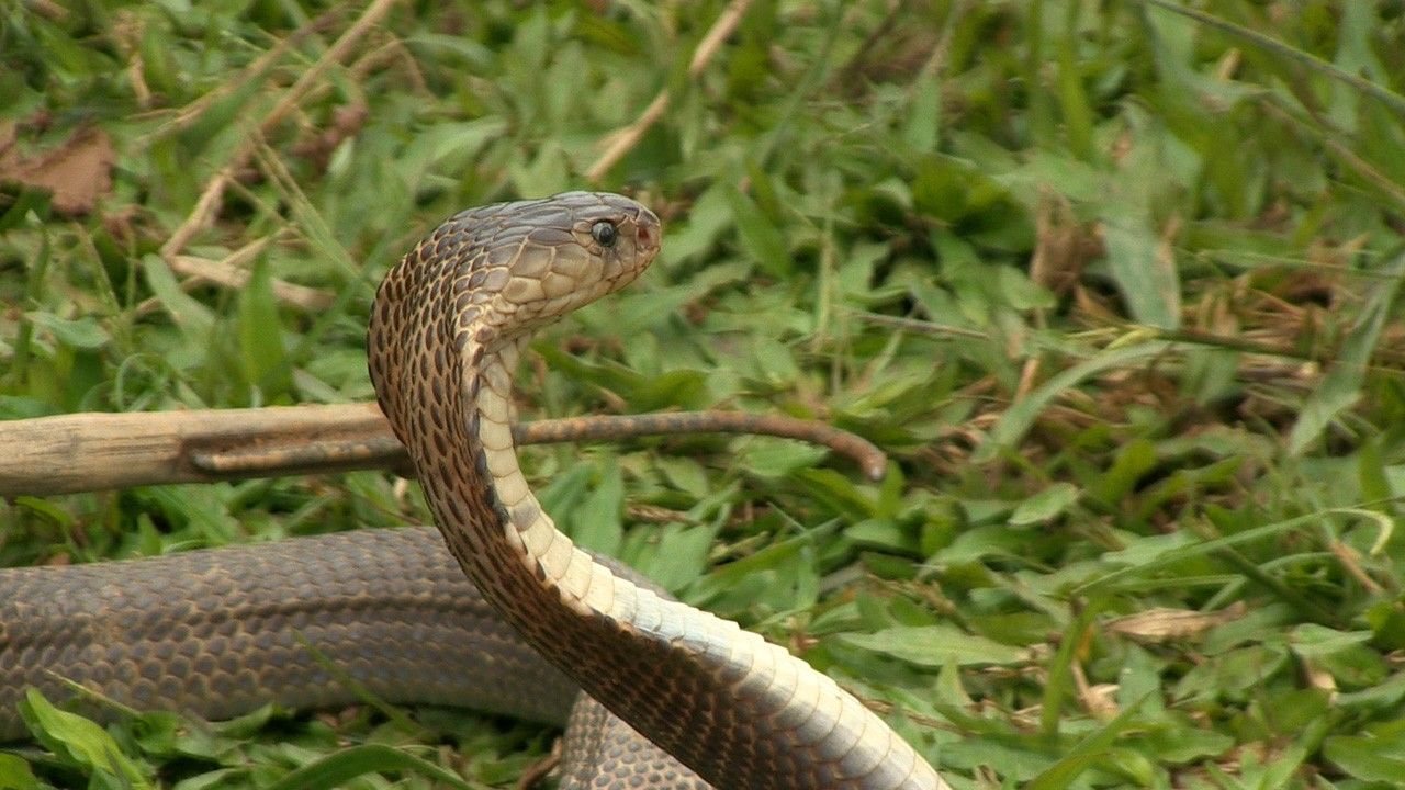 Vietnam’s Snakes Photos - Kenny and Zoltan's Venom Quest - National ...