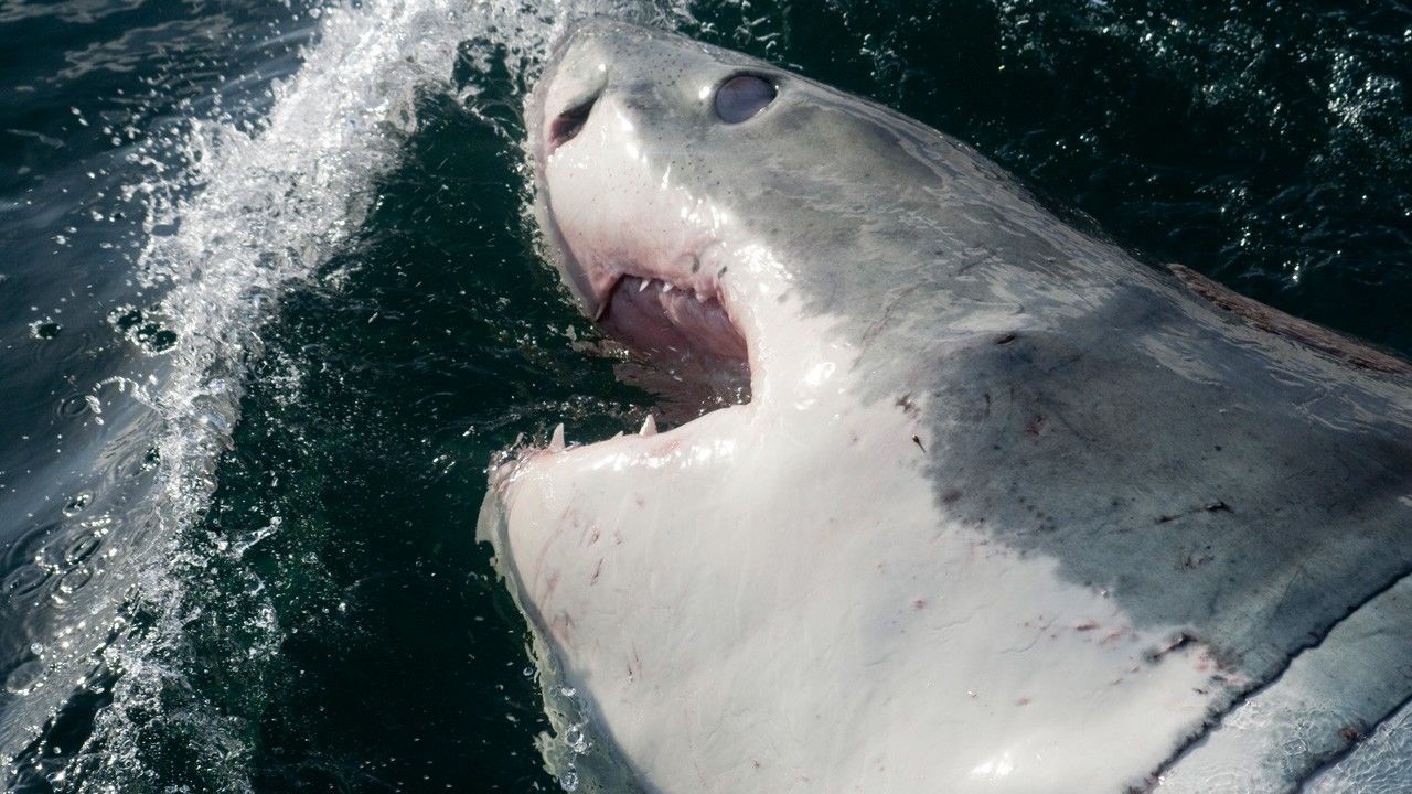 World's deadliest. National Geographic акулы. Самые опасные животные National Geographic.