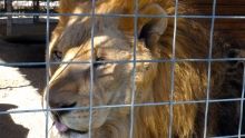 Hoarding Exotic Animals show