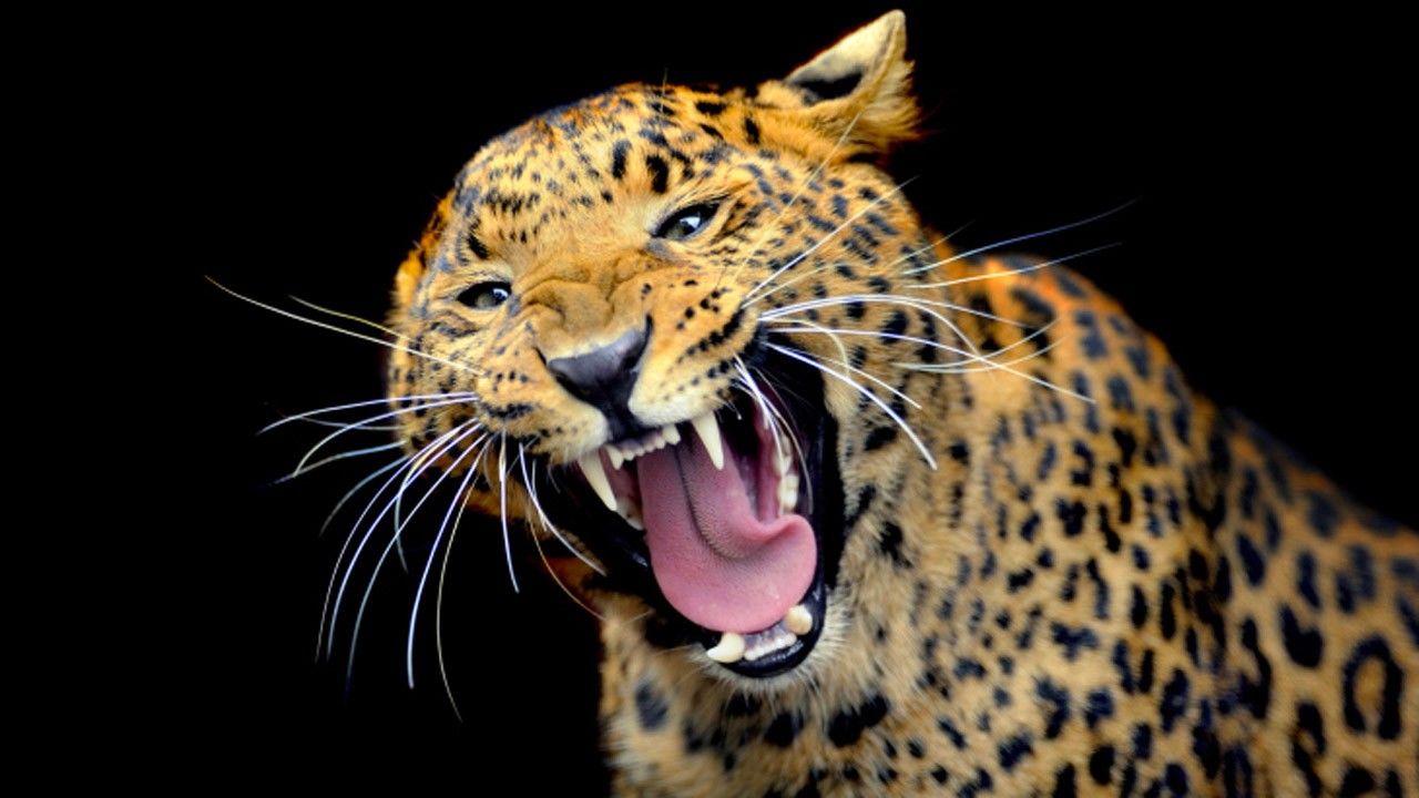 Dangerous Cats Photos Attack of the Big Cats National Geographic