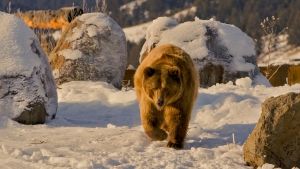 Expedition Grizzly photo