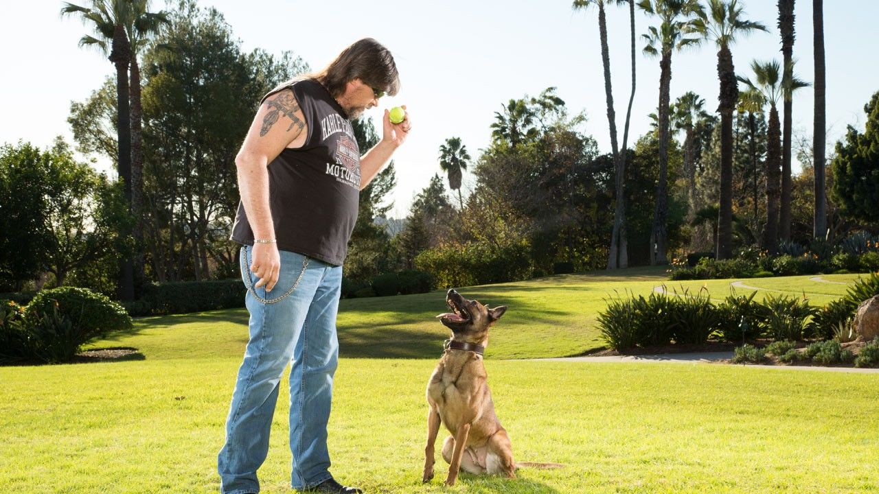 Elite Dog Training Photos - Alpha Dogs - National Geographic Channel
