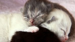 Cute Kittens photo