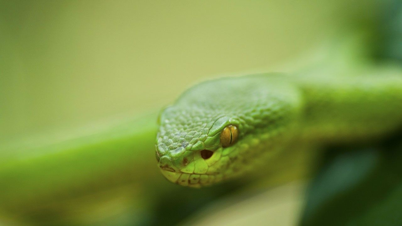 Poisonous Creatures Photos - Venom Island - National Geographic Channel ...