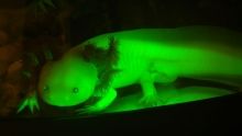 Weirdest Animals show