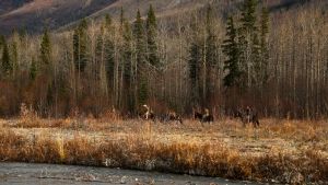 Alaskan Landscape photo
