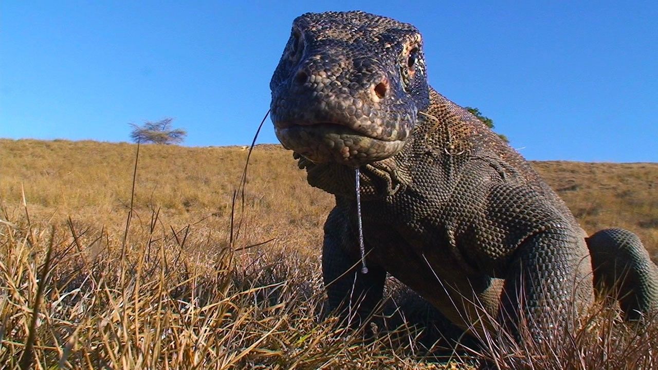 World's deadliest. Реликтовый крокодил. Самые опасные животные National Geographic. Самые смертоносные животные. World's Deadliest самые опасные животные.