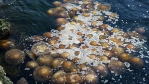 Swarms of Jellyfish photo