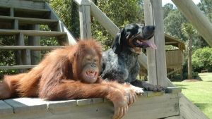 Unlikely Animal Friends photo