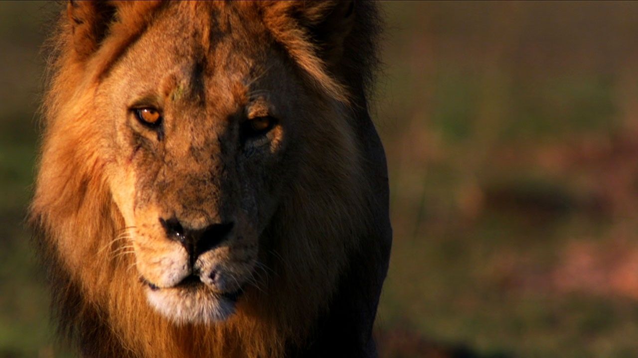 Комариный львиный звериный длинный. Львиное королевство Nat geo Wild. В мире животных 2006.