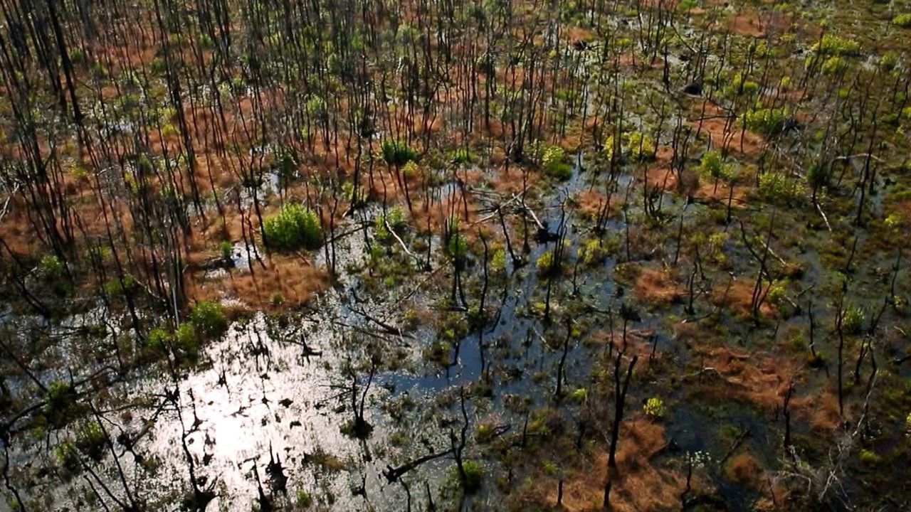 Batakliklar Galerisi Fotograflari Vahsi Yolculuk Batakliklar Nat Geo Wild Da National Geographic Channel Turkiye