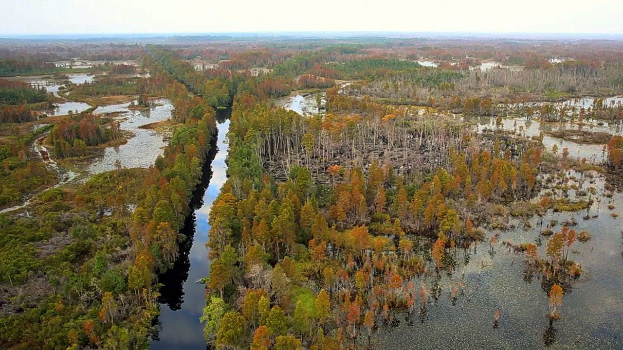 Batakliklar Galerisi Fotograflari Vahsi Yolculuk Batakliklar Nat Geo Wild Da National Geographic Channel Turkiye