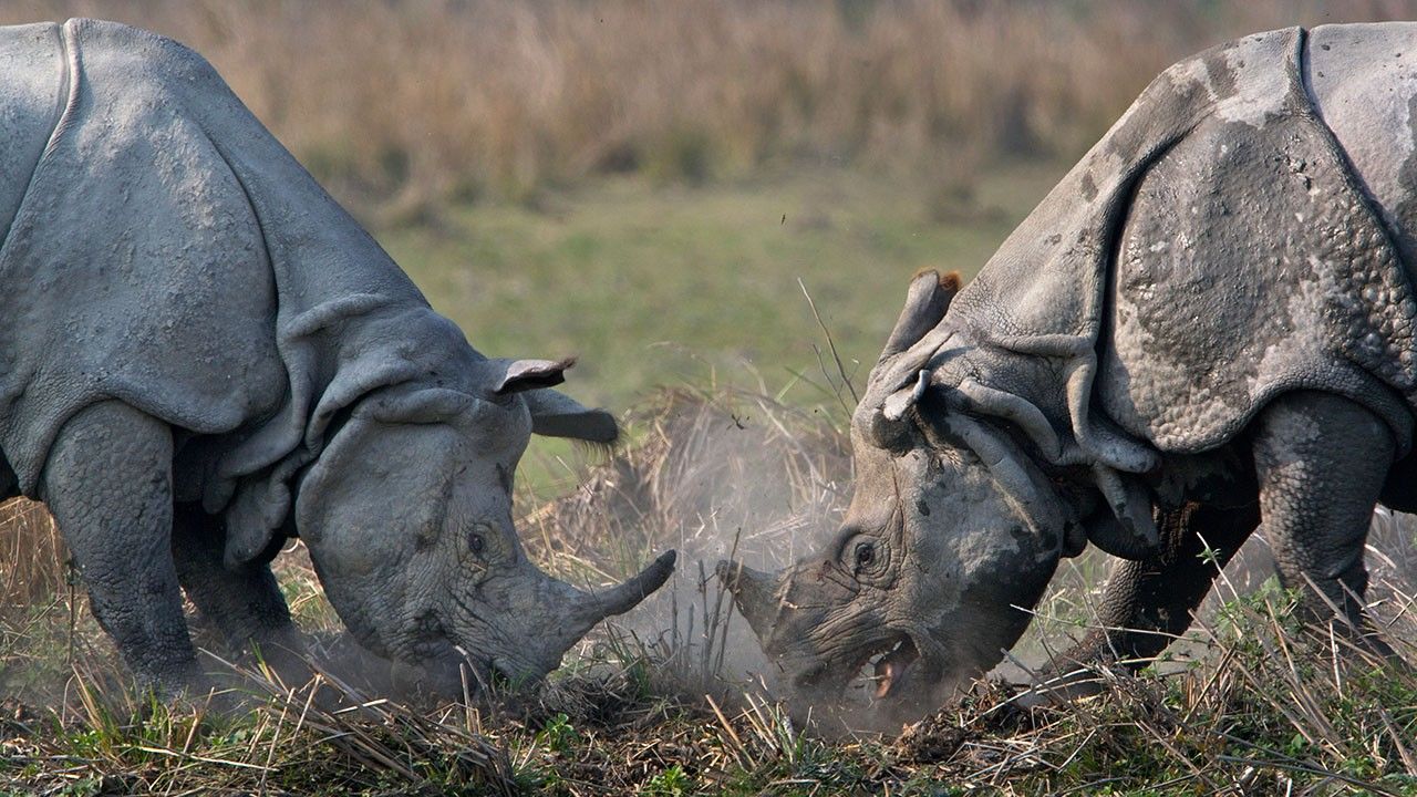 Animal Action Photos - National Geographic Photographers: The Best Job