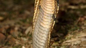 Deadliest Snakes photo