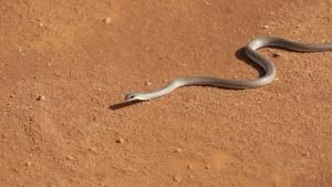 Deadliest Snakes photo