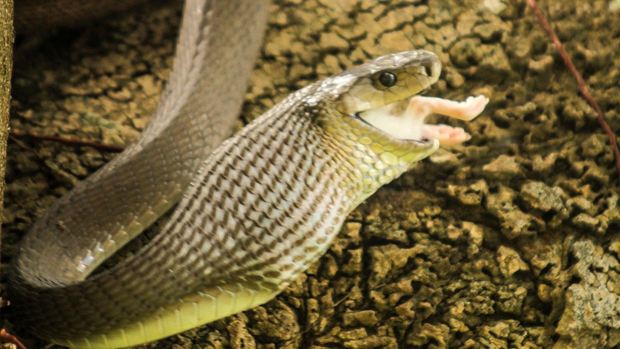 Deadly Snake Photos - Black Mamba - National Geographic Channel - Asia