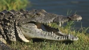 American Crocs photo