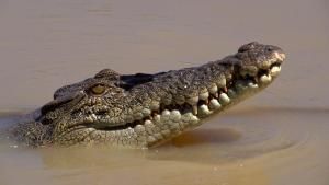American Crocs photo
