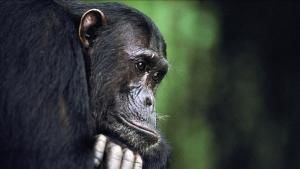 Baby Apes photo
