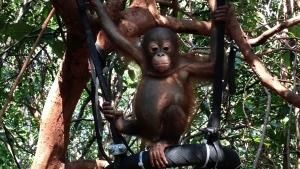 Baby Orangutans photo